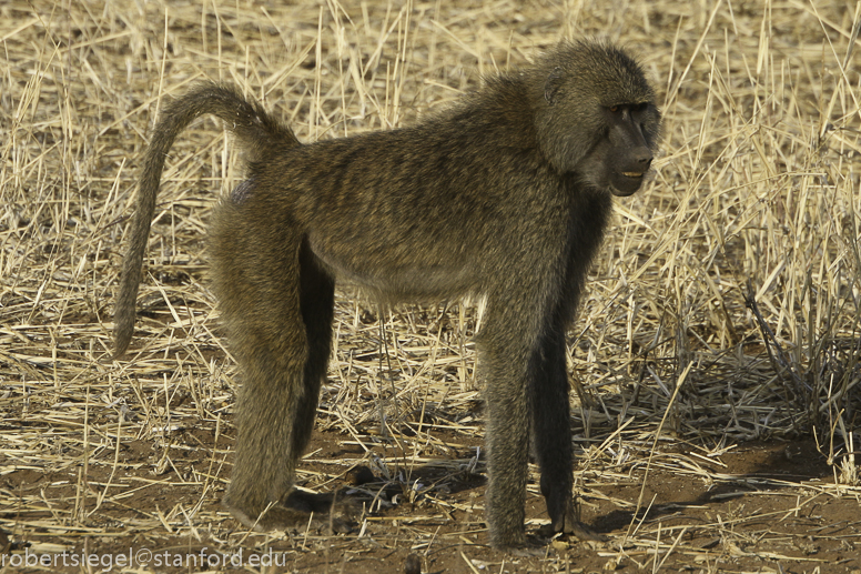 baboon